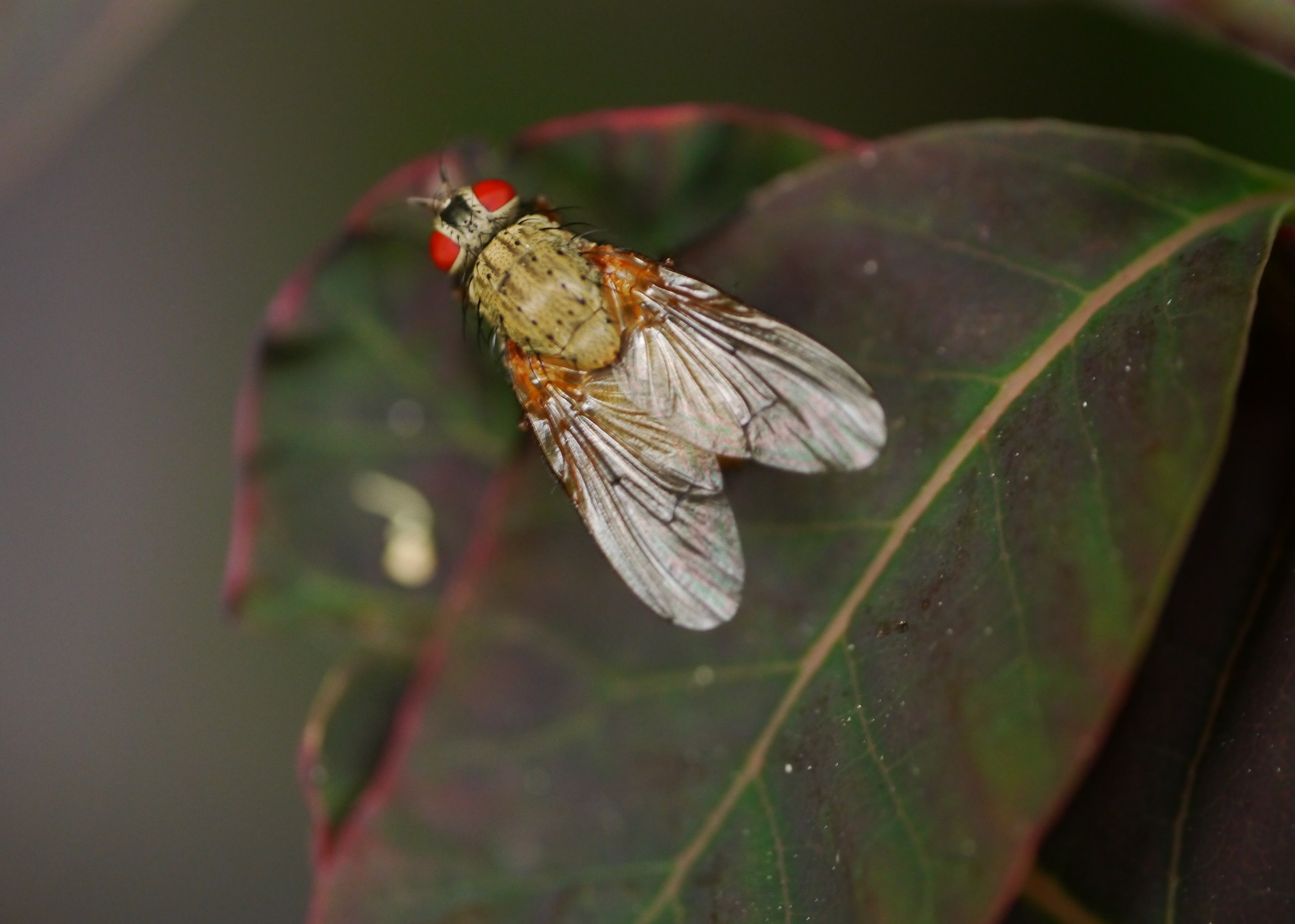 Welke vliegensoort is dit?